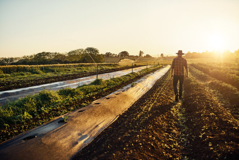 Feeding The World One Seedling At A Time