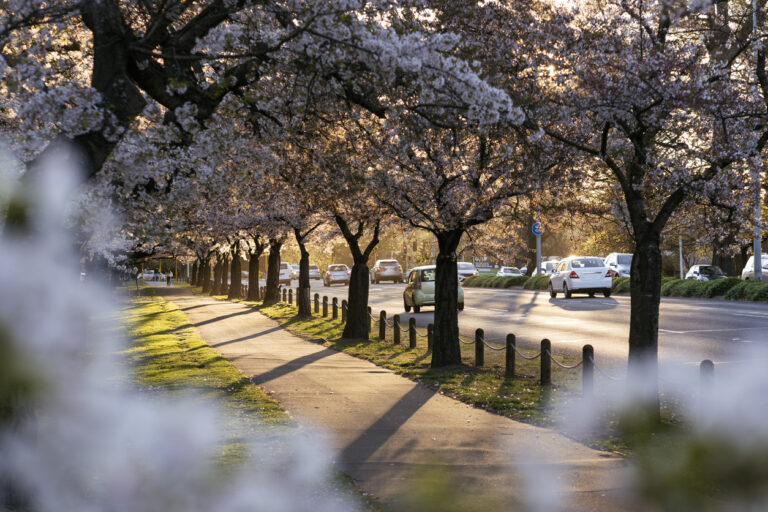 Hagley Park North During Spring Season With Cherry Blossoms. Christchurch City, New Zealand